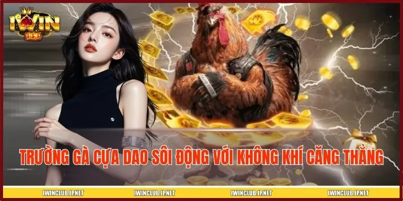 Trường gà cựa dao sôi động với không khí căng thẳng